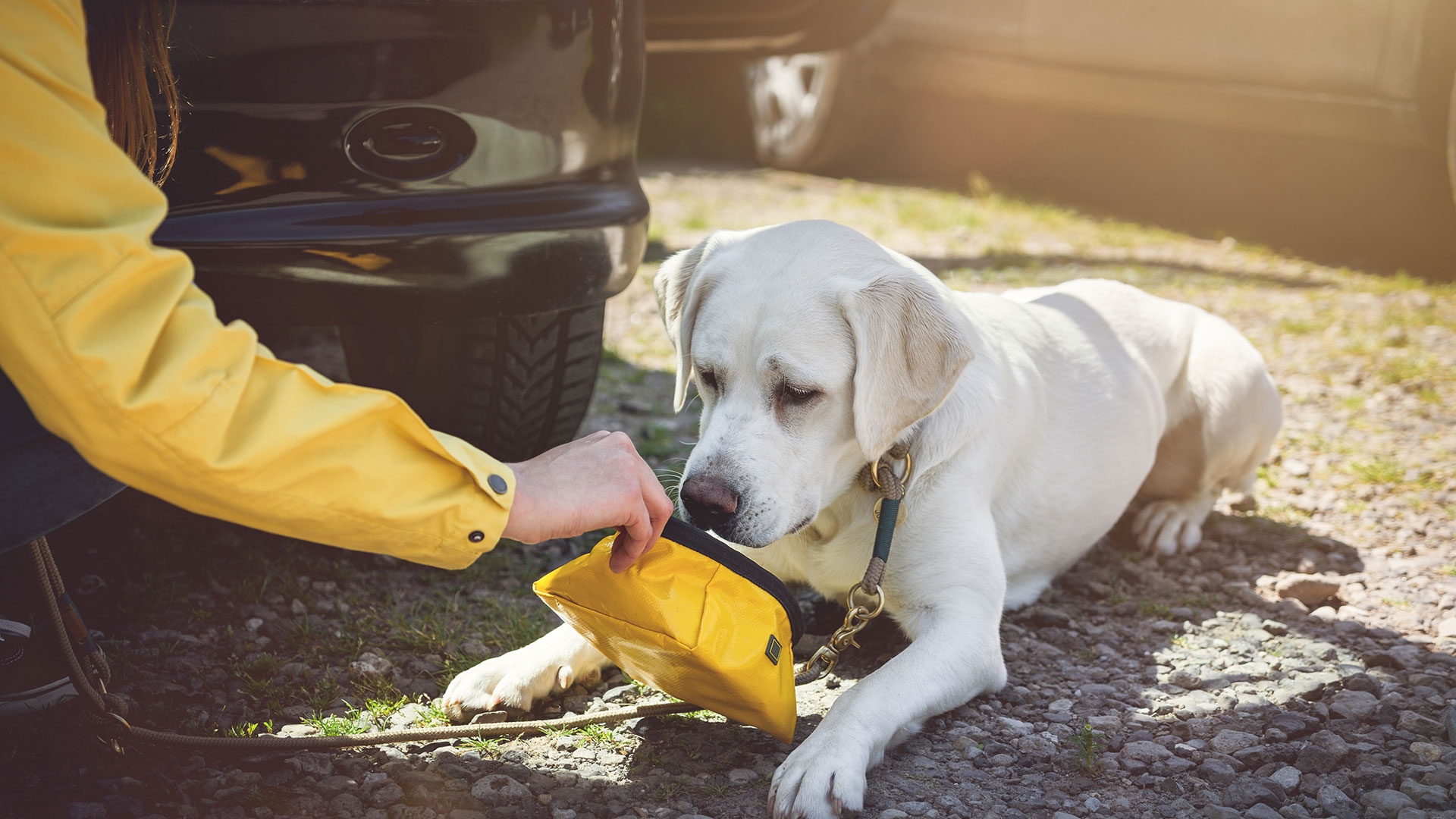 Dogs, Cars and Hot Weather Could End Badly